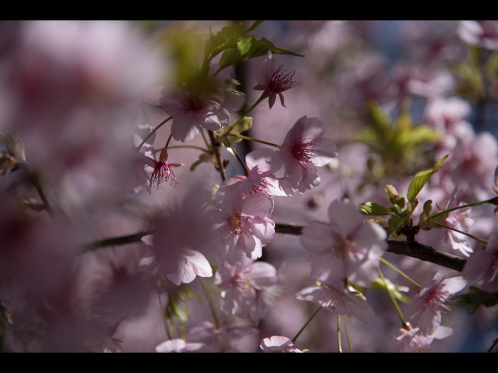 意図的に暗く撮った桜の写真