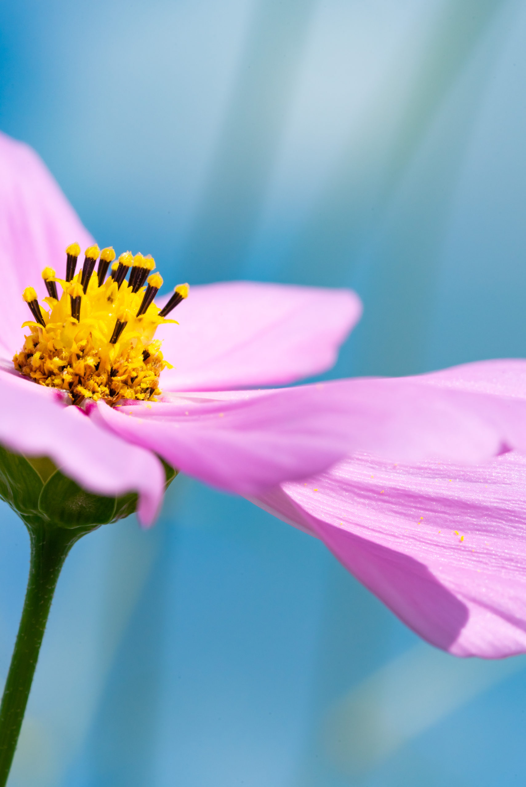 もしミツバチとコスモスを撮りたい場合、ミツバチは2~3日晴天が続く前日に飛ぶ習性があるので天気予報で週間天気を見ておくと撮影チャンスを見つけられます。