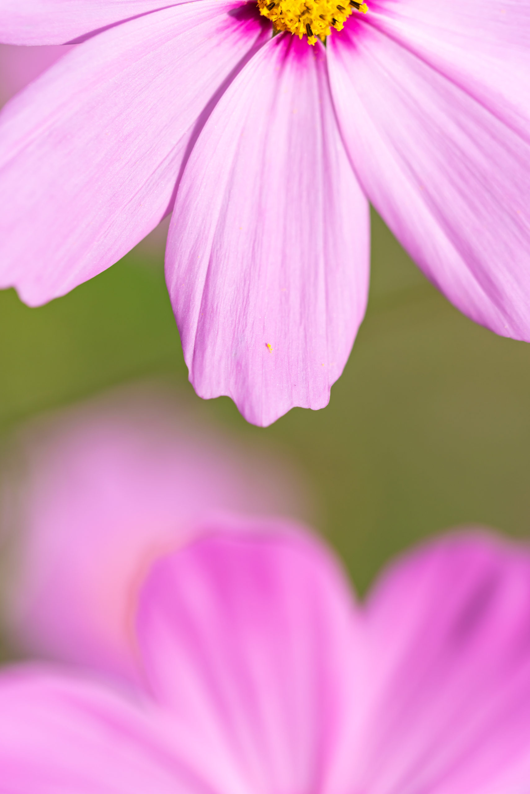 ↑の写真は限界まで絞ったおかげでコスモスの花粉と花弁がしっかり写っていてお気に入りの写真になりました。